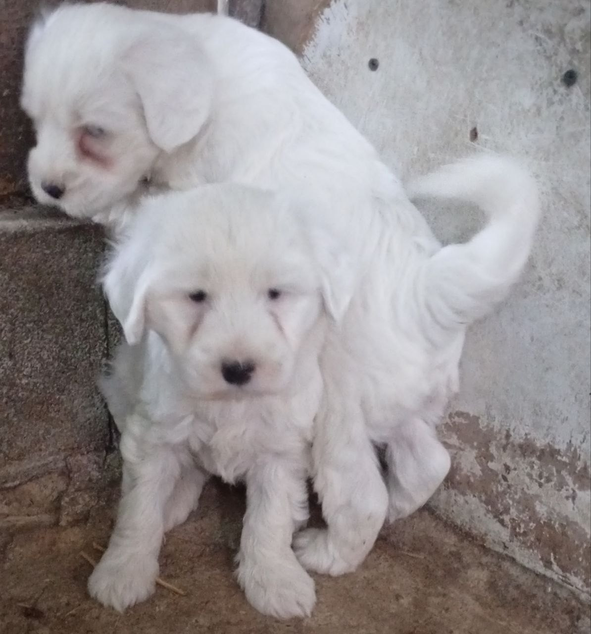 Bambou - Terrier Tibetain