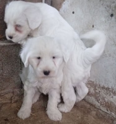 Bambou - Terrier Tibetain
