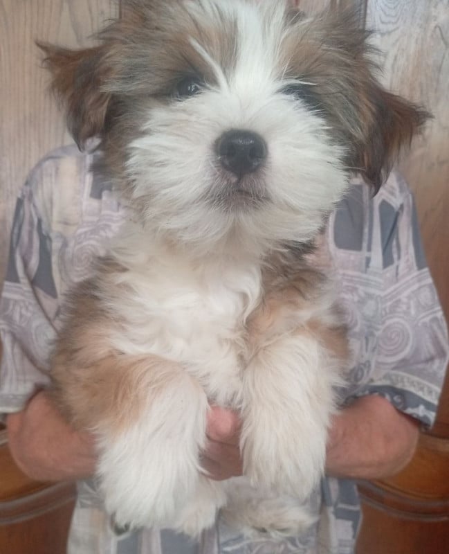 Terrier Tibetain - (Sans Affixe)