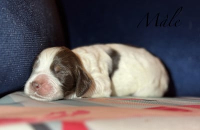 Les chiots de English Springer Spaniel