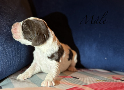 Les chiots de English Springer Spaniel