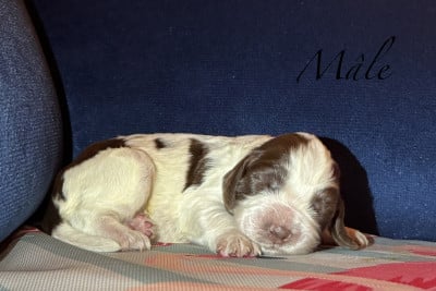 Les chiots de English Springer Spaniel