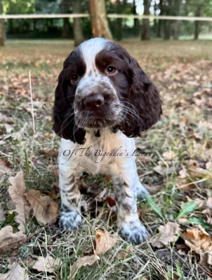Les chiots de English Springer Spaniel