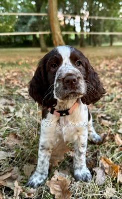 Les chiots de English Springer Spaniel
