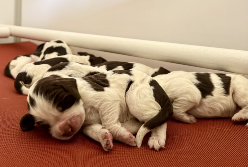 English Springer Spaniel - Of The Bigouden?s Lands