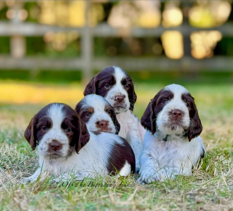 English Springer Spaniel - Of The Bigouden?s Lands