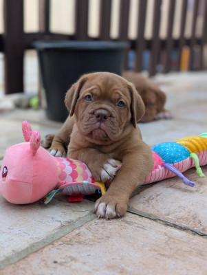 Les chiots de Dogue de Bordeaux