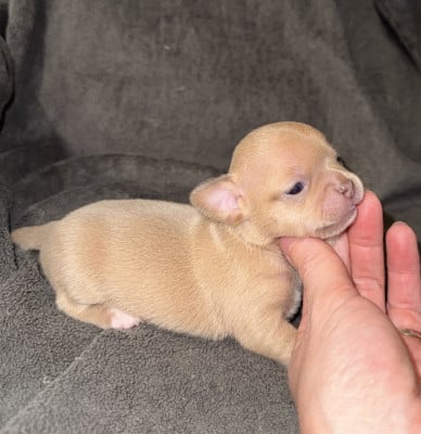 Chihuahua