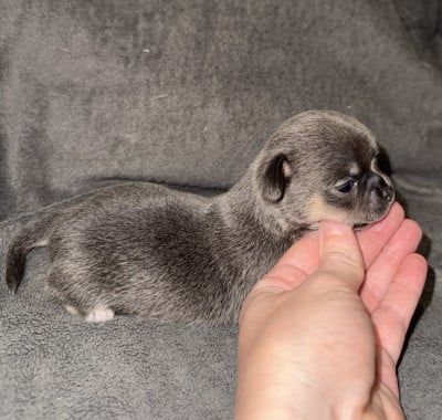 B femelle 2 - Chihuahua
