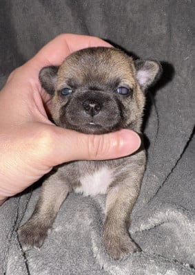 B femelle 3 - Chihuahua