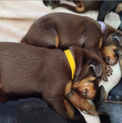 Les chiots de Dobermann