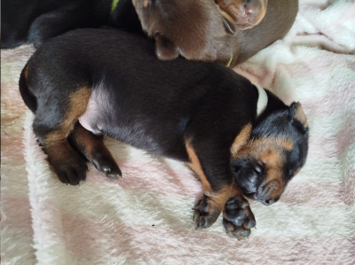 Les chiots de Dobermann
