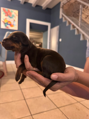 Les chiots de Dobermann