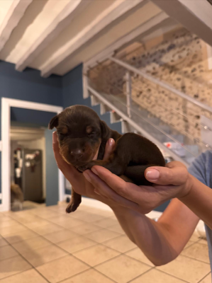 Les chiots de Dobermann