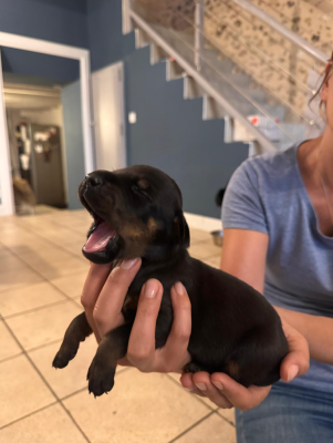 Les chiots de Dobermann