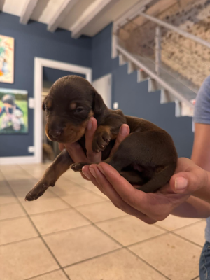 Les chiots de Dobermann