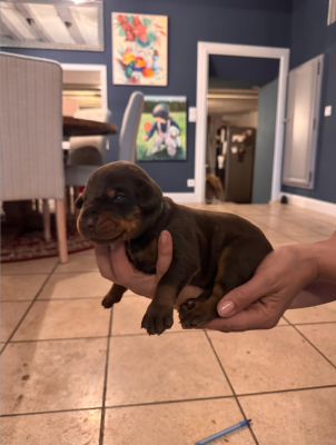 Les chiots de Dobermann