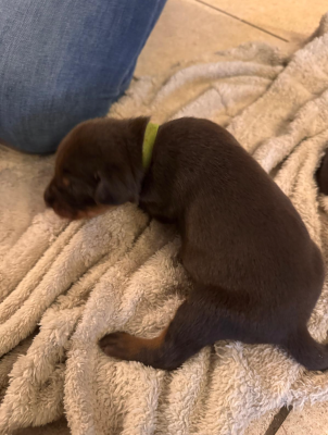 Les chiots de Dobermann