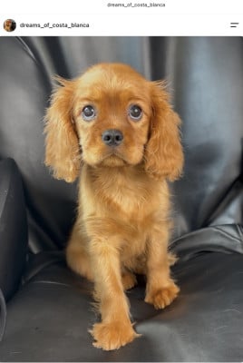 Les chiots de Cavalier King Charles Spaniel