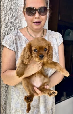 Les chiots de Cavalier King Charles Spaniel