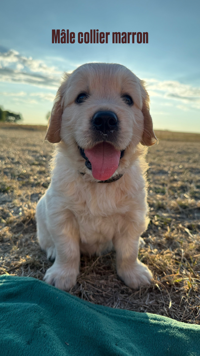 Brice - Golden Retriever