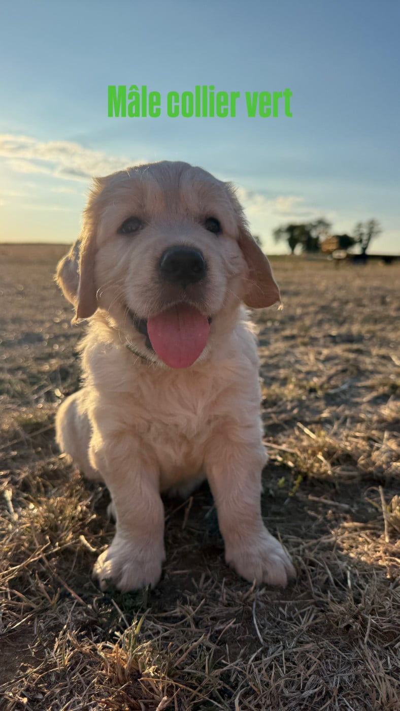 Byron - Golden Retriever