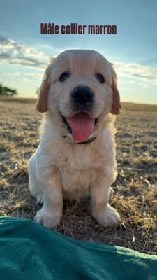 Les chiots de Golden Retriever