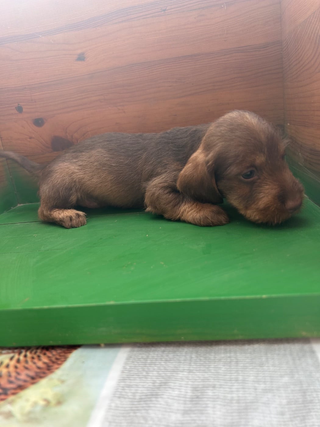 Chiot N°7 - Teckel poil dur