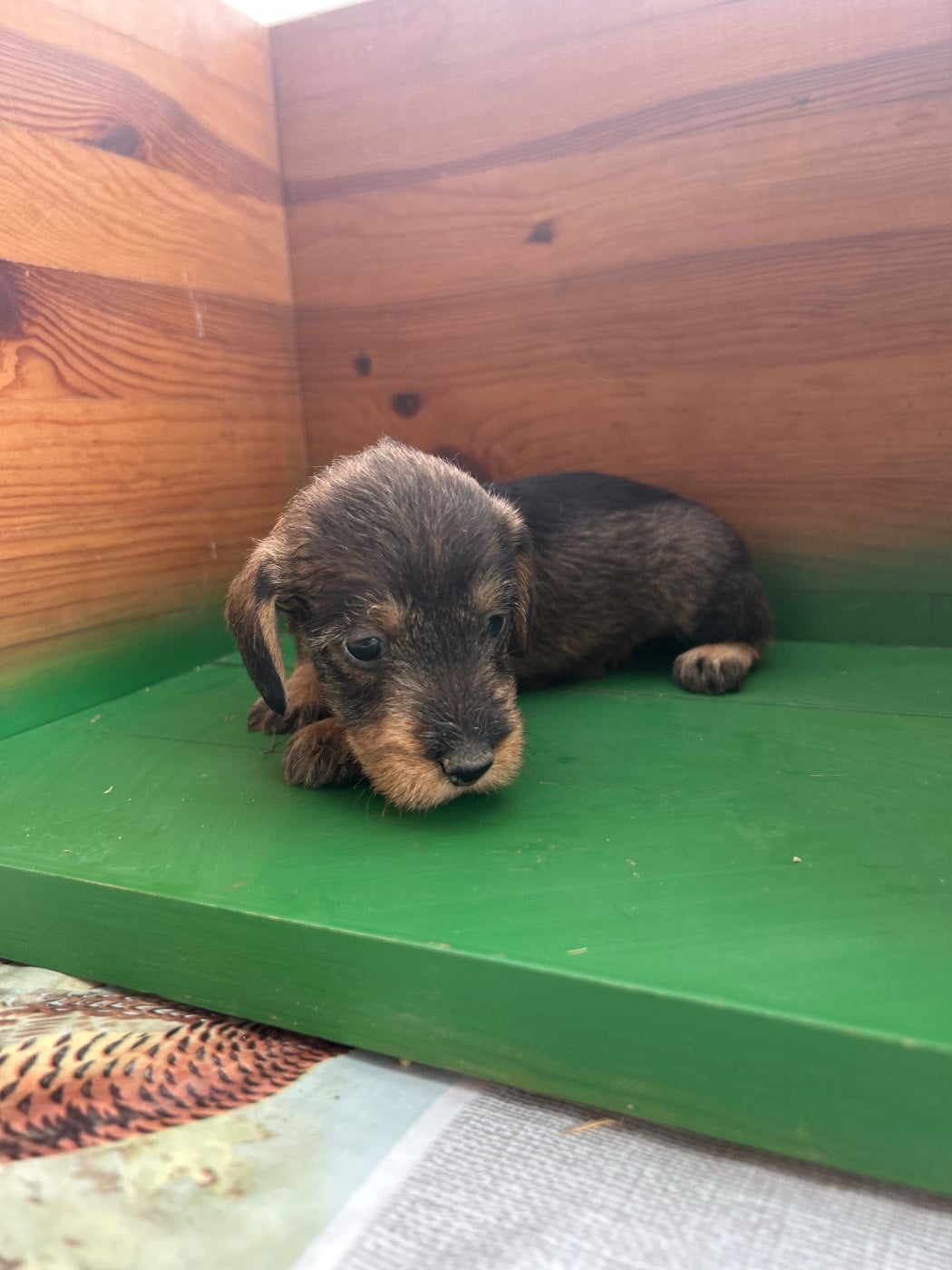 Chiot N°8 - Teckel poil dur