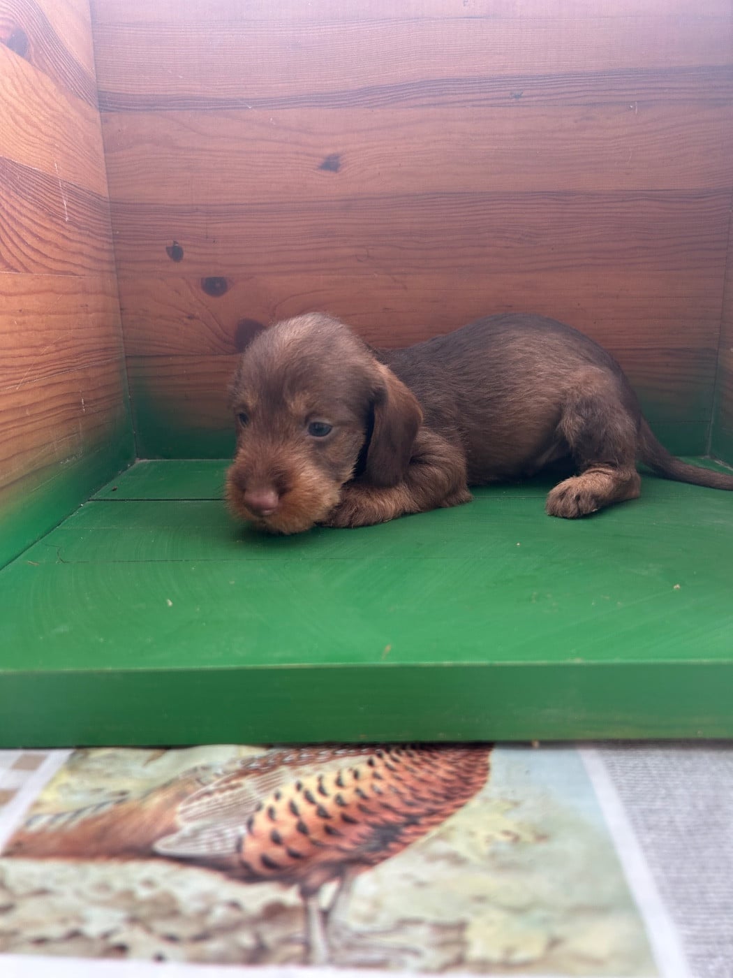 Chiot N°2 - Teckel poil dur