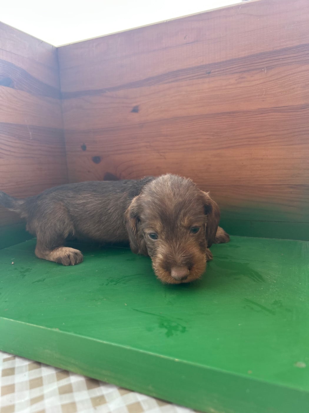 Chiot N°4 - Teckel poil dur
