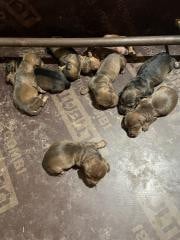 Chiot N°6 - Teckel poil dur
