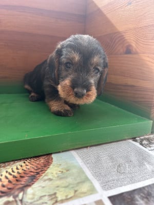 Chiot N°3 - Teckel poil dur