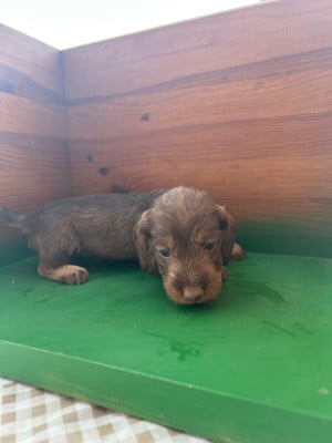 Chiot N°4 - Teckel poil dur