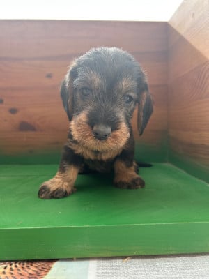 Chiot N°5 - Teckel poil dur
