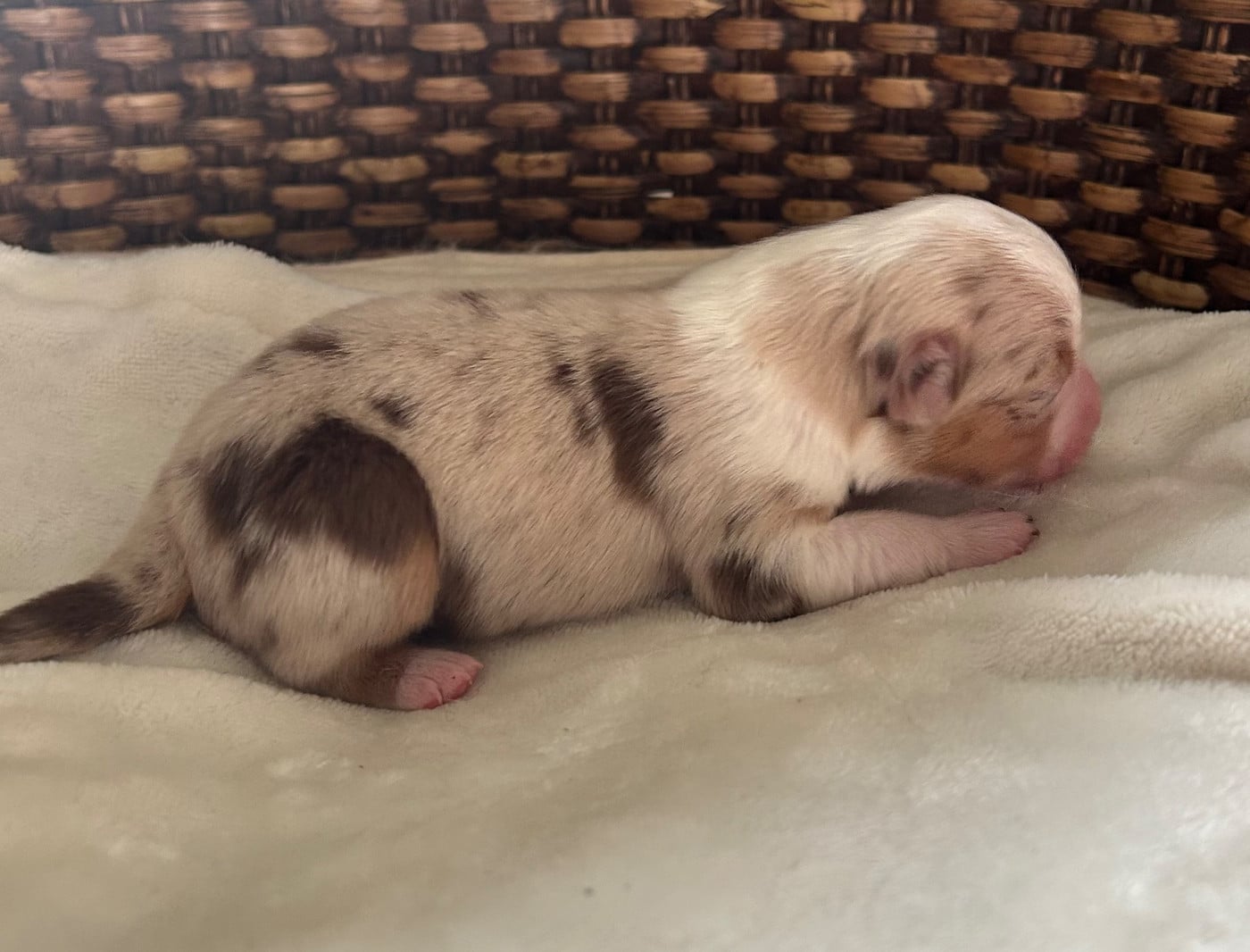 CHIOT 1
