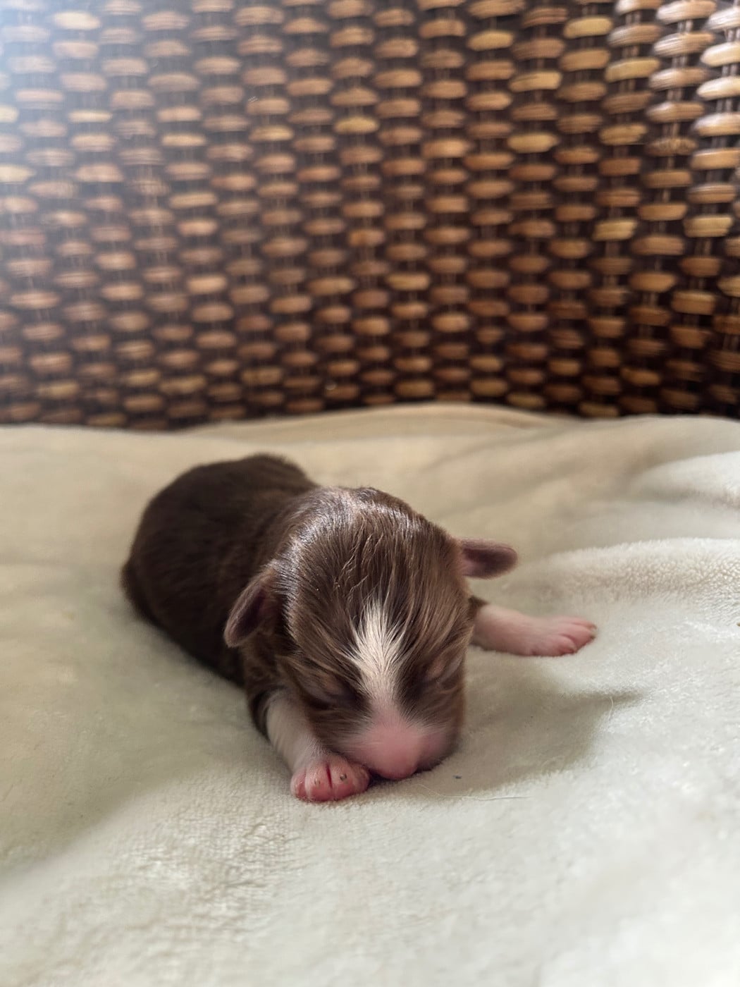 CHIOT 2