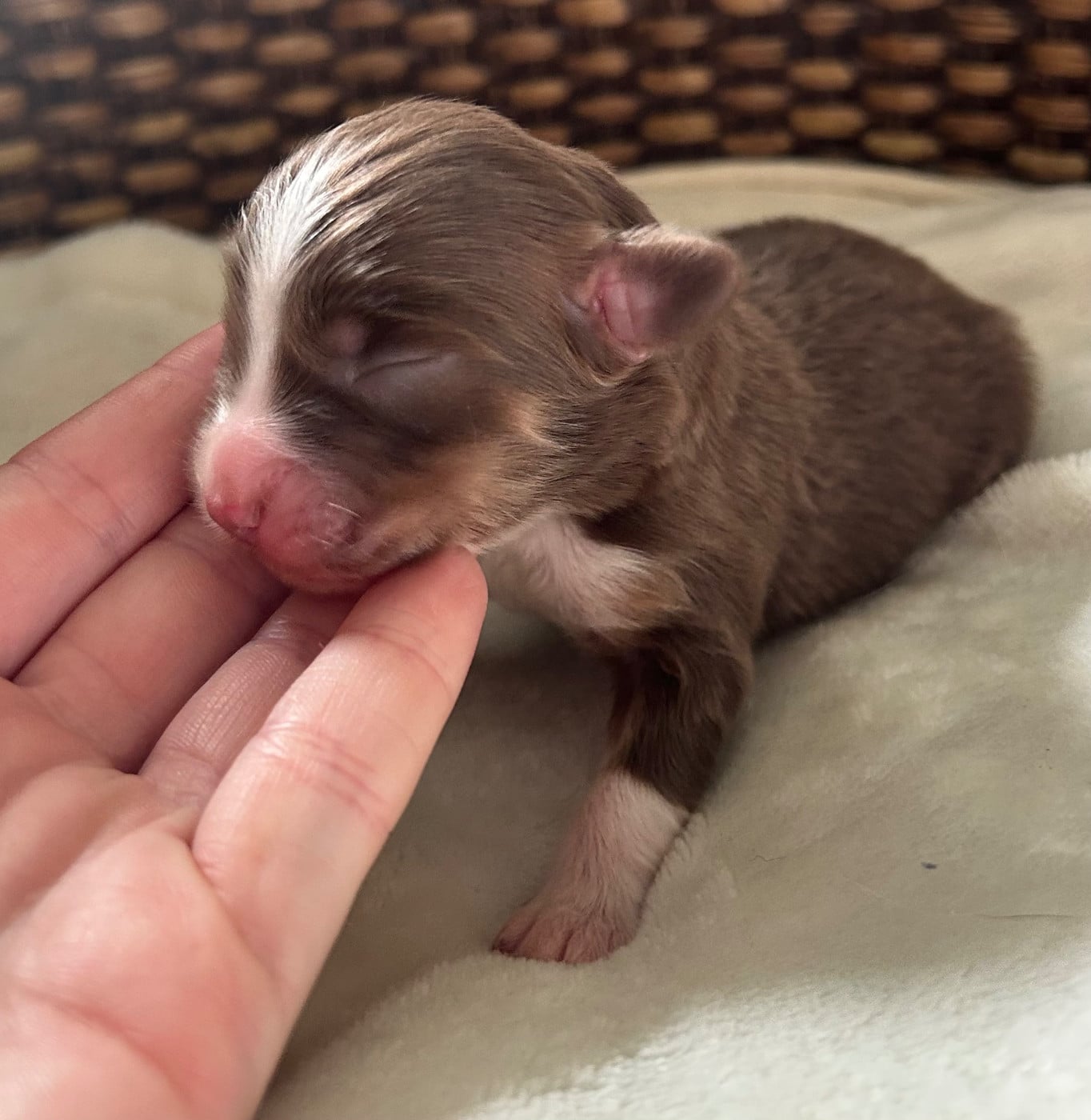 CHIOT 2