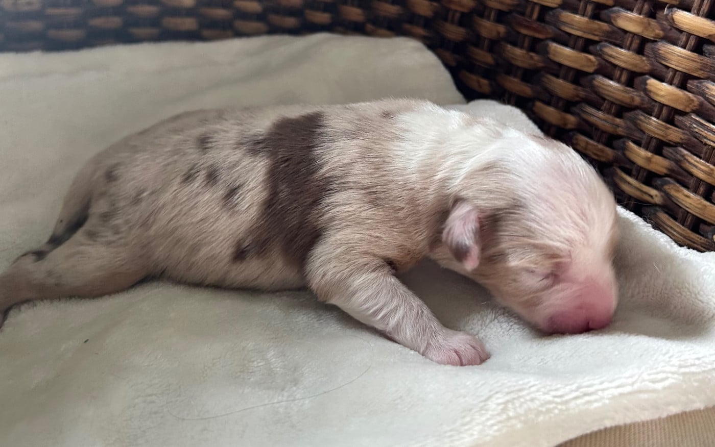 CHIOT 3