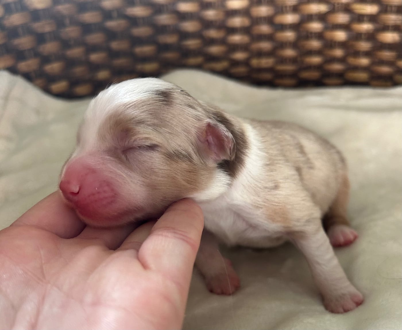 CHIOT 3