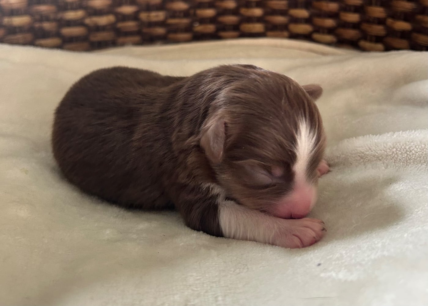CHIOT 4