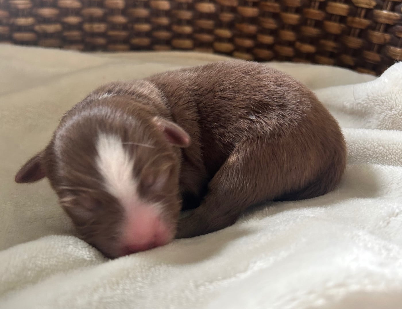 CHIOT 4