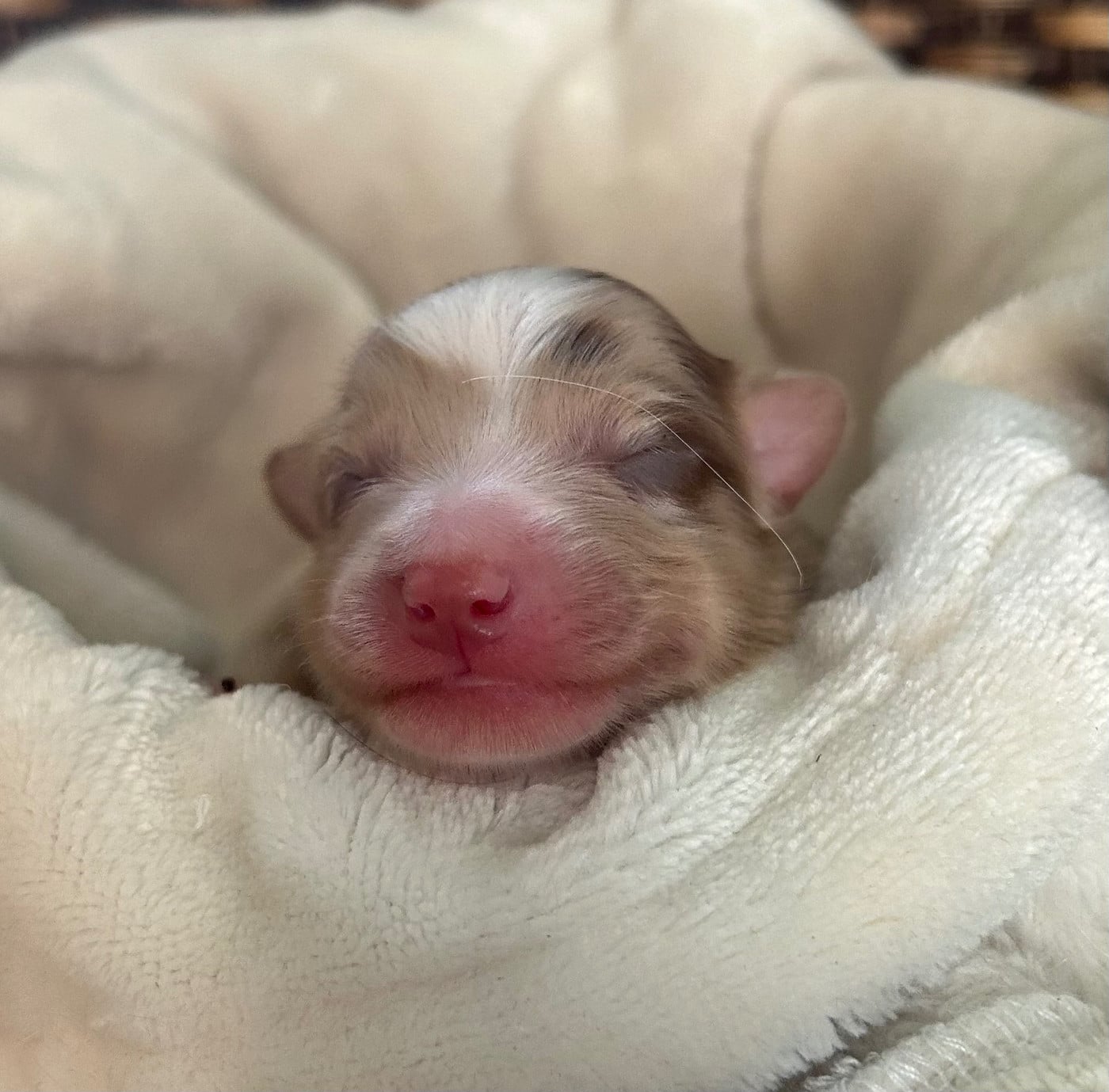 CHIOT 5