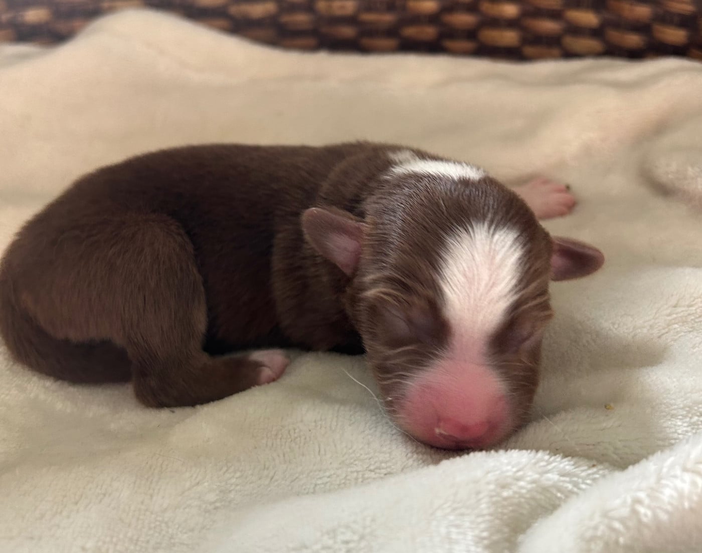 CHIOT 6