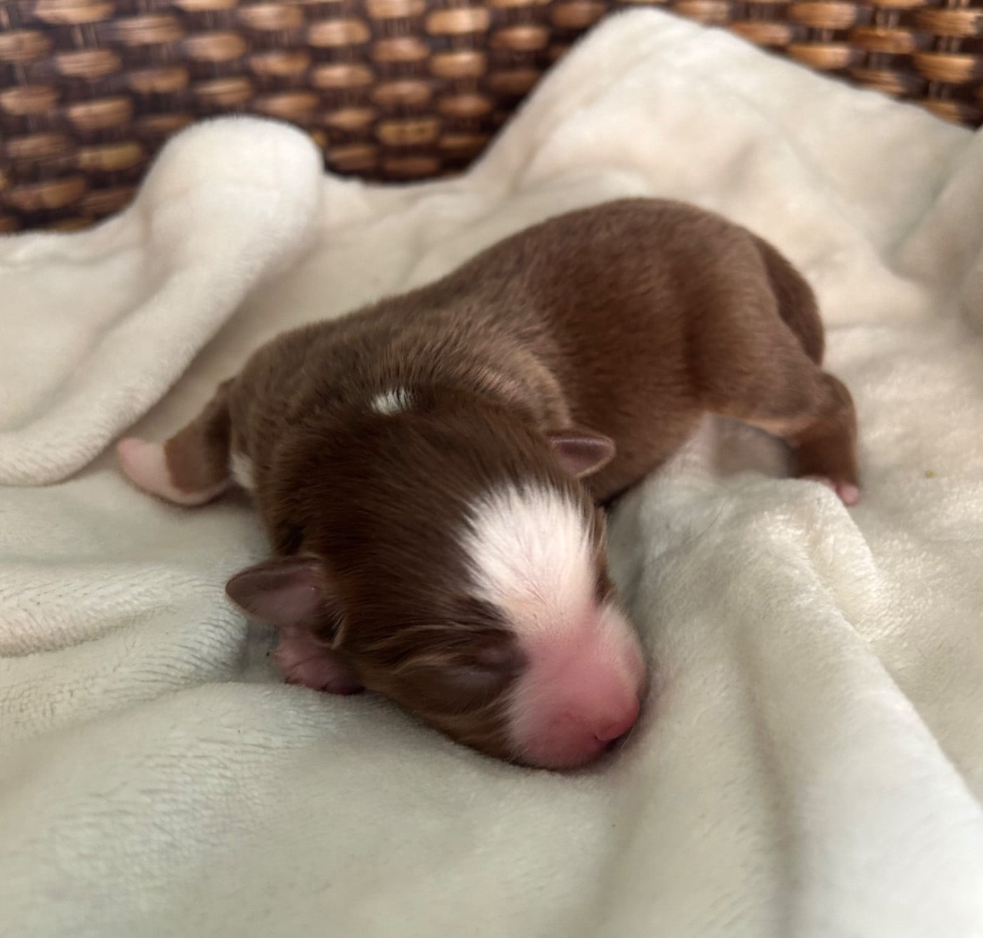 CHIOT 7