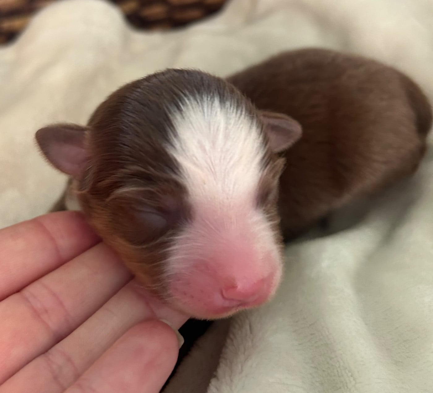 CHIOT 7