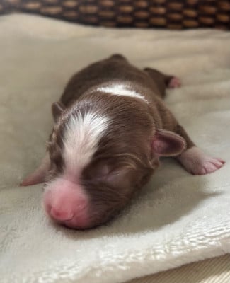 Les chiots de Berger Américain Miniature 
