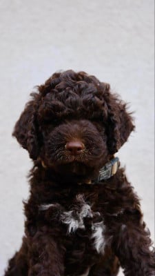 Chiot N°1 - Lagotto Romagnolo