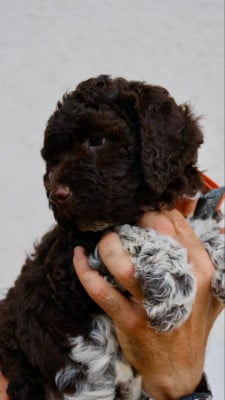 Chiot N°2 - Lagotto Romagnolo