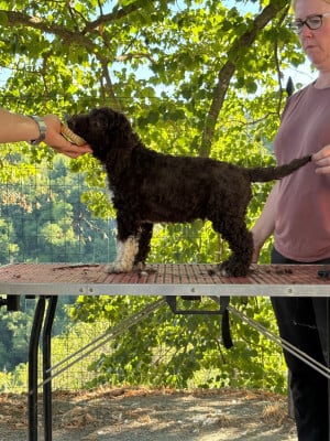 Les chiots de Lagotto Romagnolo
